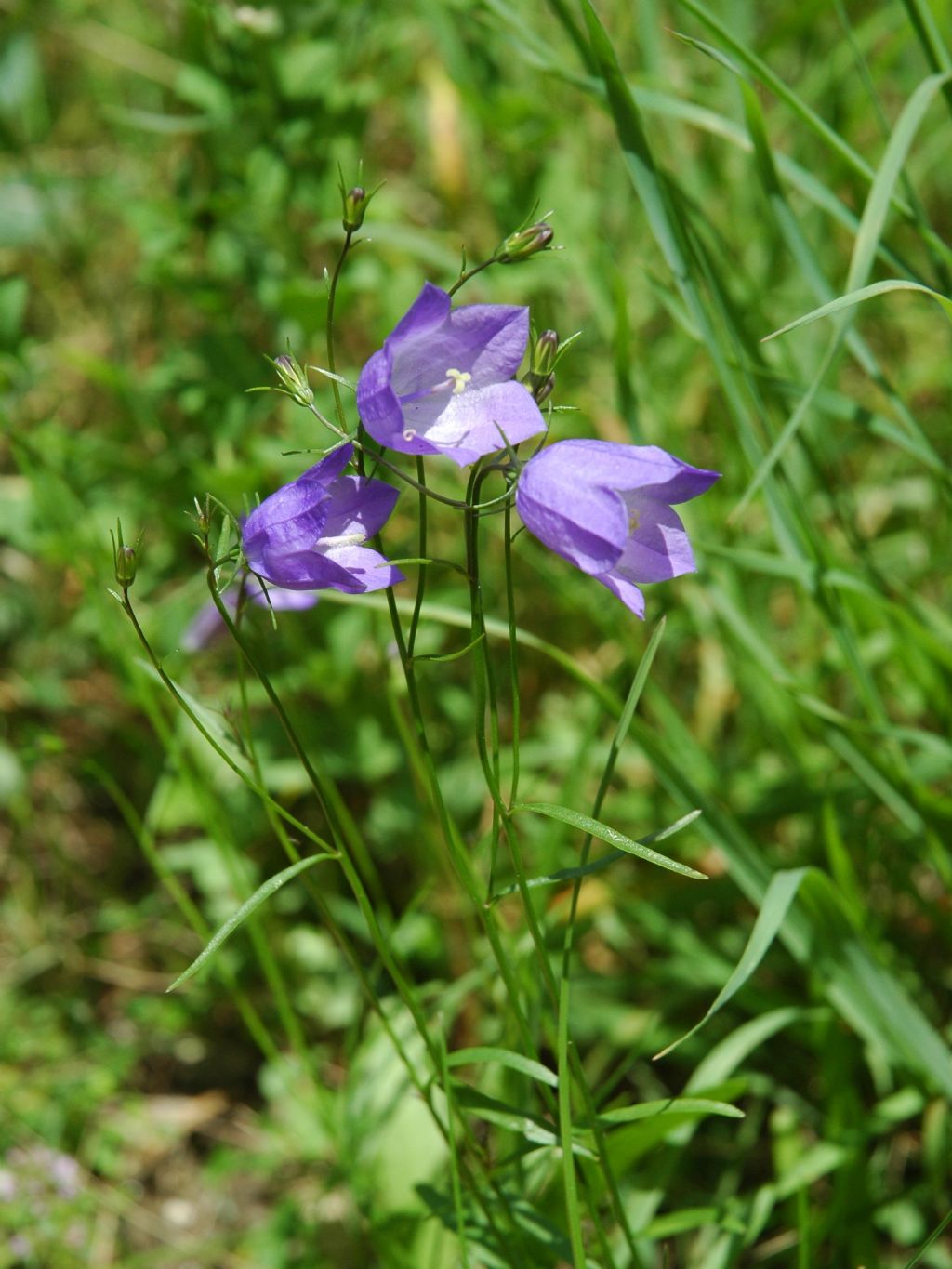 Campanula da identificare